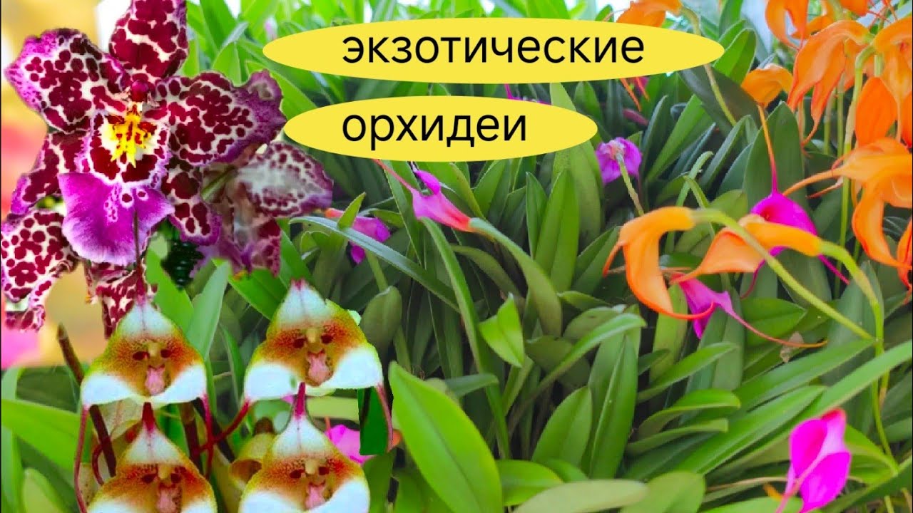 ОРХИДЕЯ 