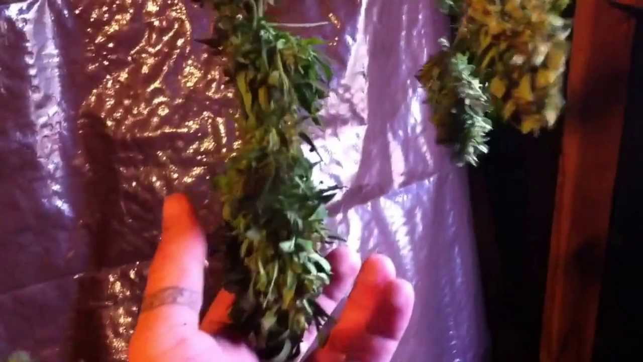 Indoor Medical Marijuana Grow 2013 CFL bulbs