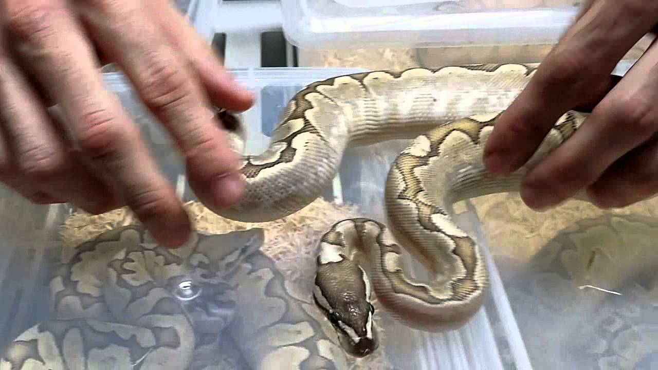MORPH SPOTLIGHT - The Bamboo Ball Python