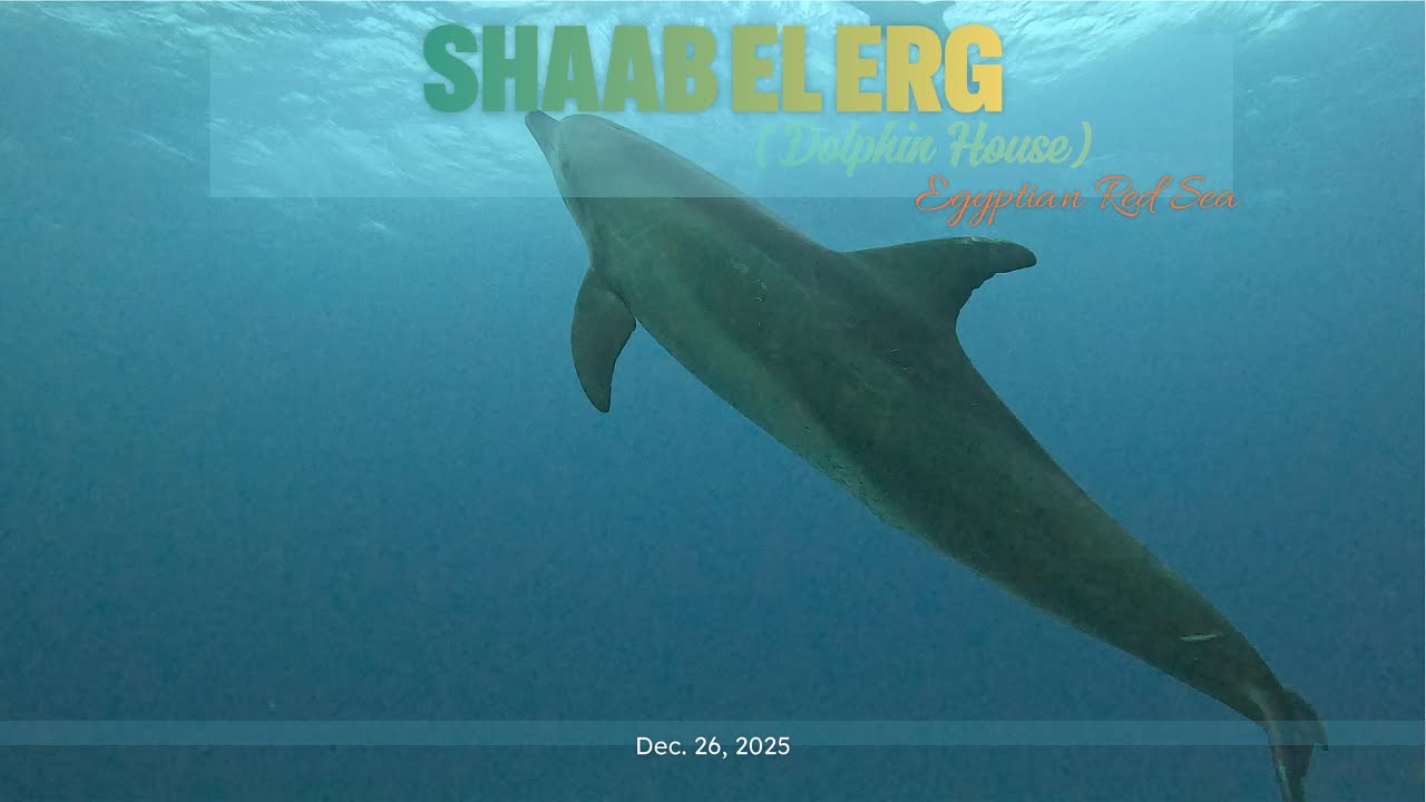 Diving with DOLPHINS at Shaab El Erg reef, in Egyptian Red Sea