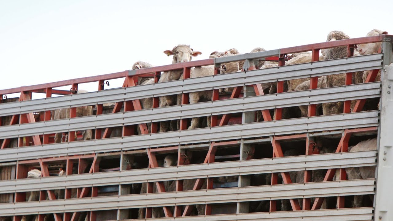 WA farmers protest Labor government’s live sheep export ban