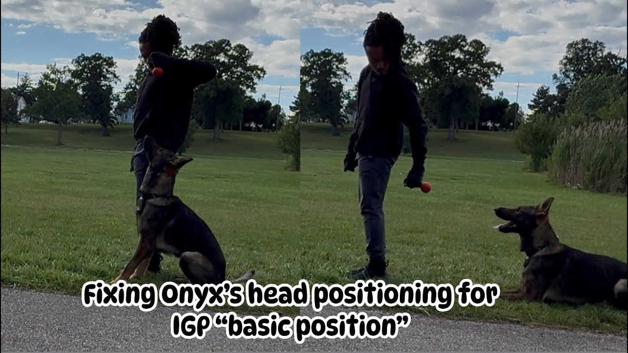 Fixing my German Shepherds head position for Schutzhund “basic position”