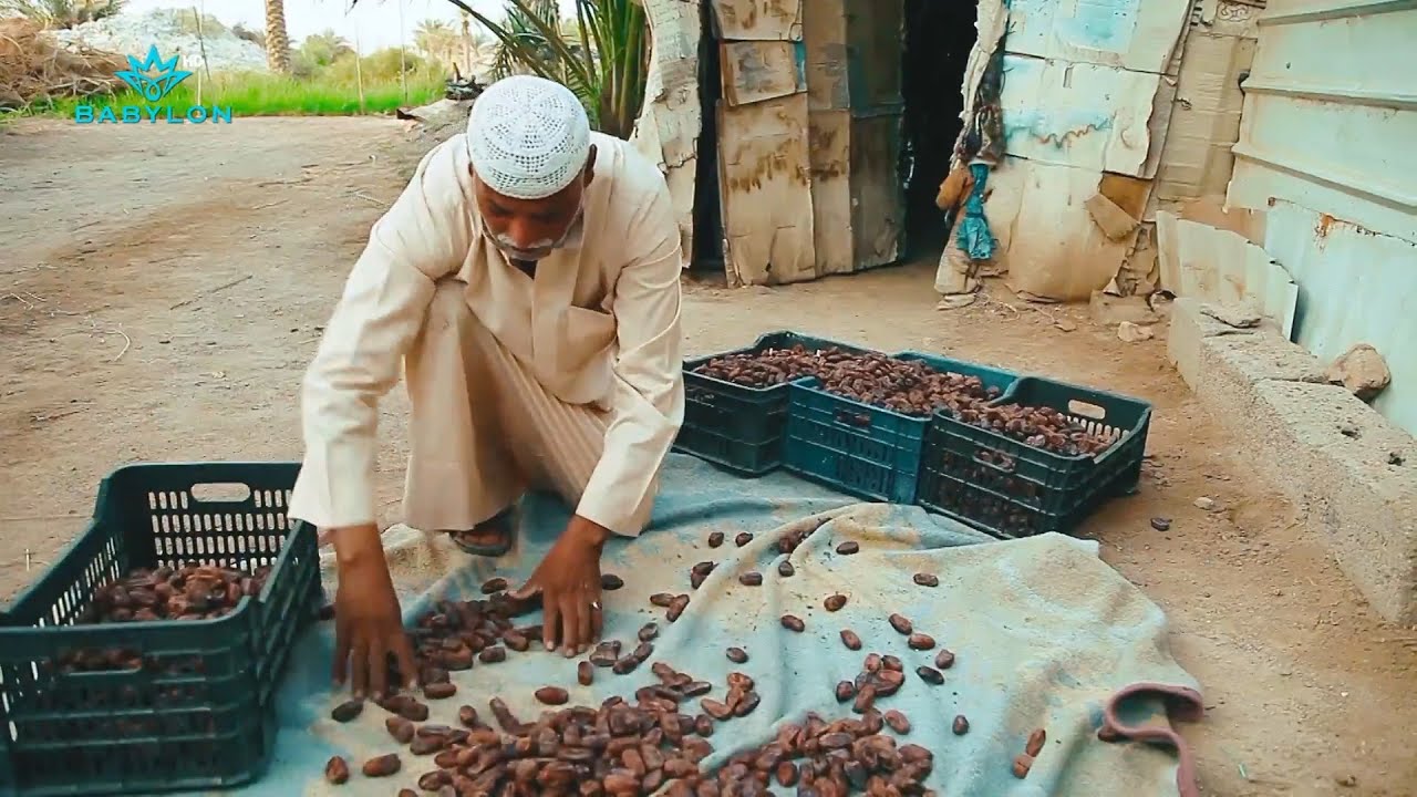 من بساتين النخيل في #البصرة  تقرير عن ثروة التمور وانوعها #شغلك_حلو