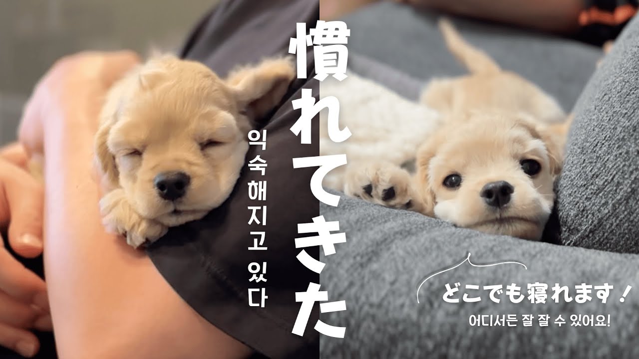 お迎えから数日経った子犬