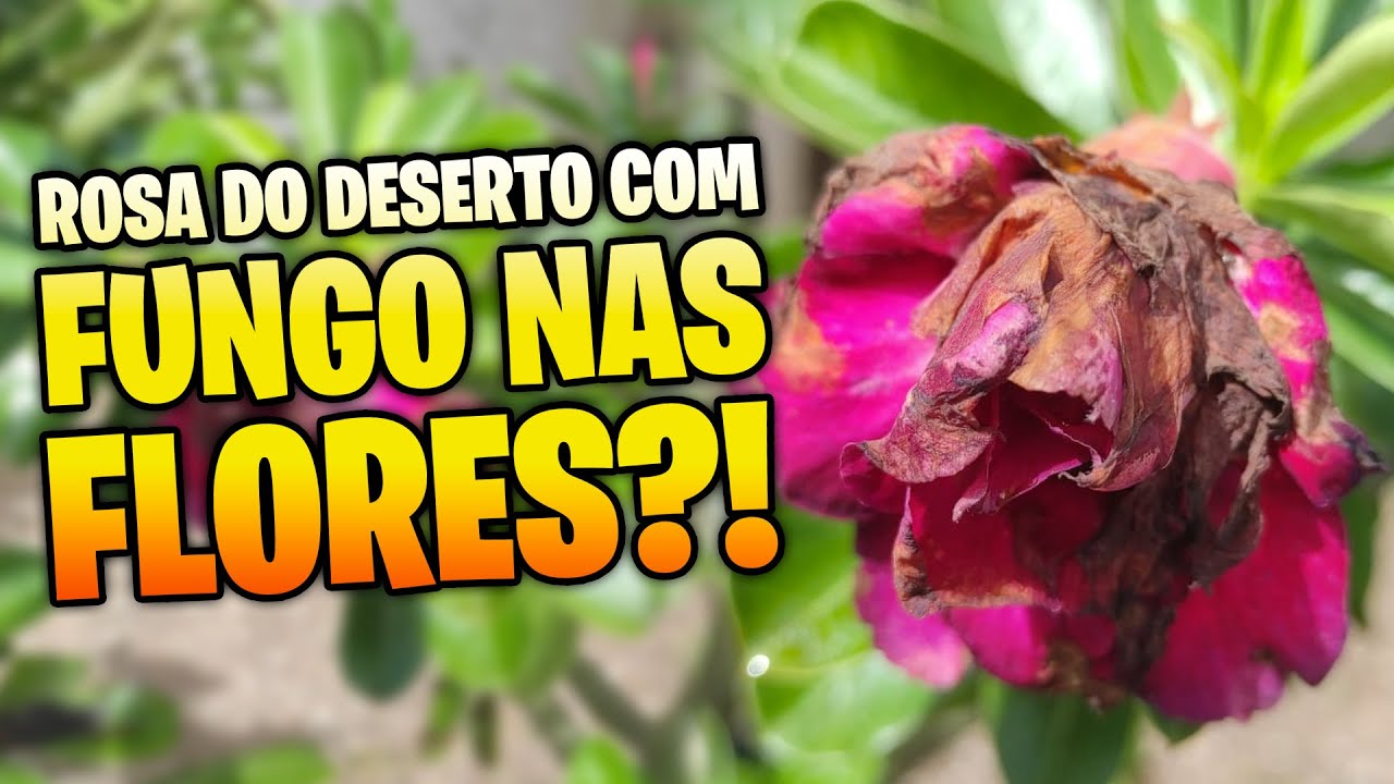 Fungos nas flores da ROSA DO DESERTO como tratar esse problema