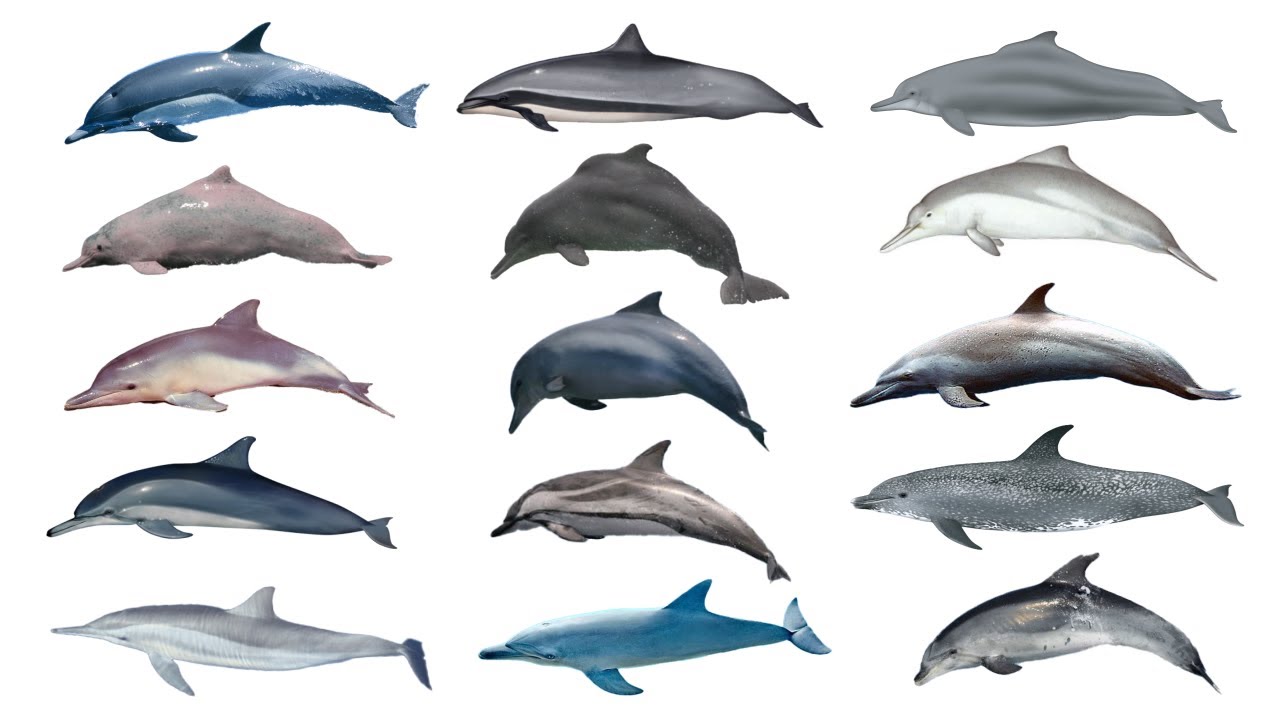 Oceanic Dolphin Species Part 1 | Family Delphinidae Part 1