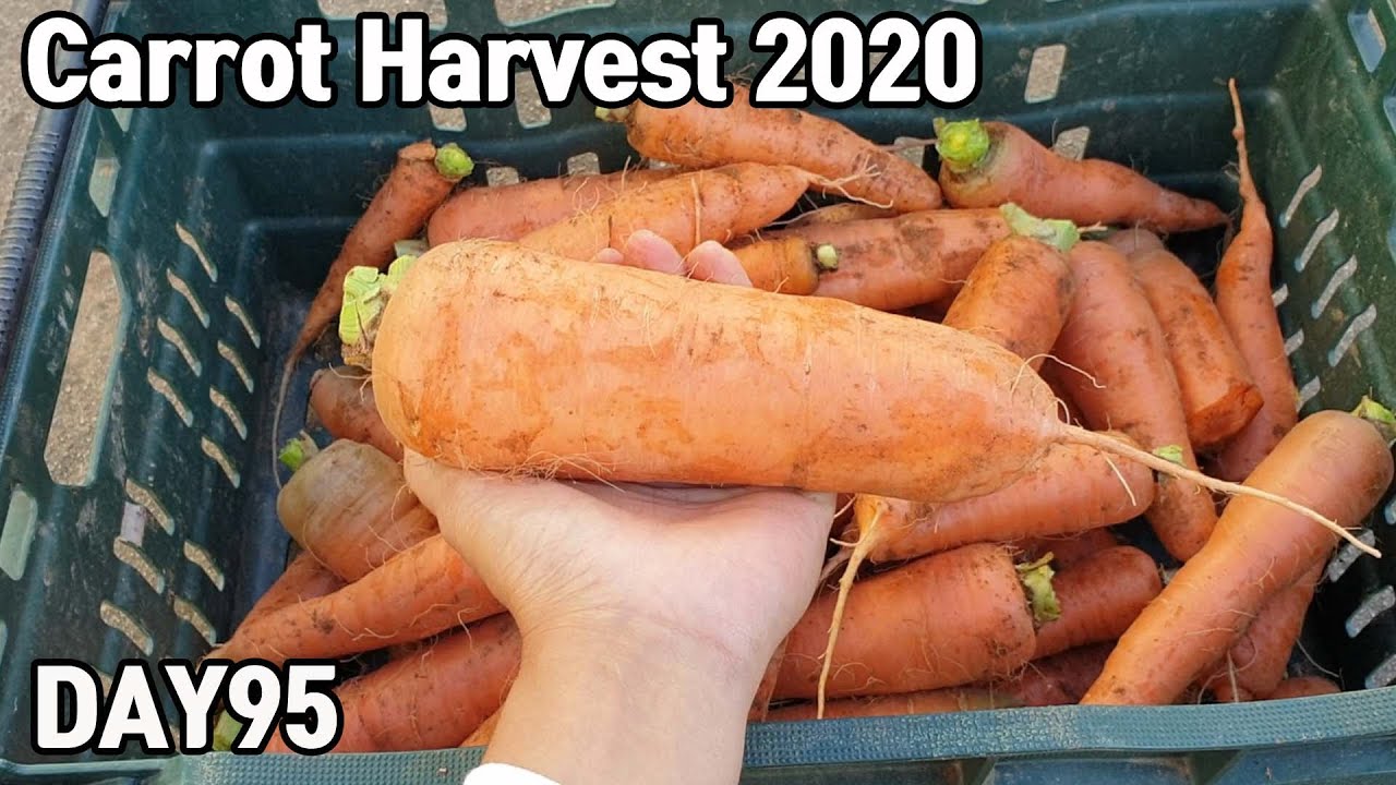 맛있는 당근 수확♥ㅣCarrot Harvest 2020