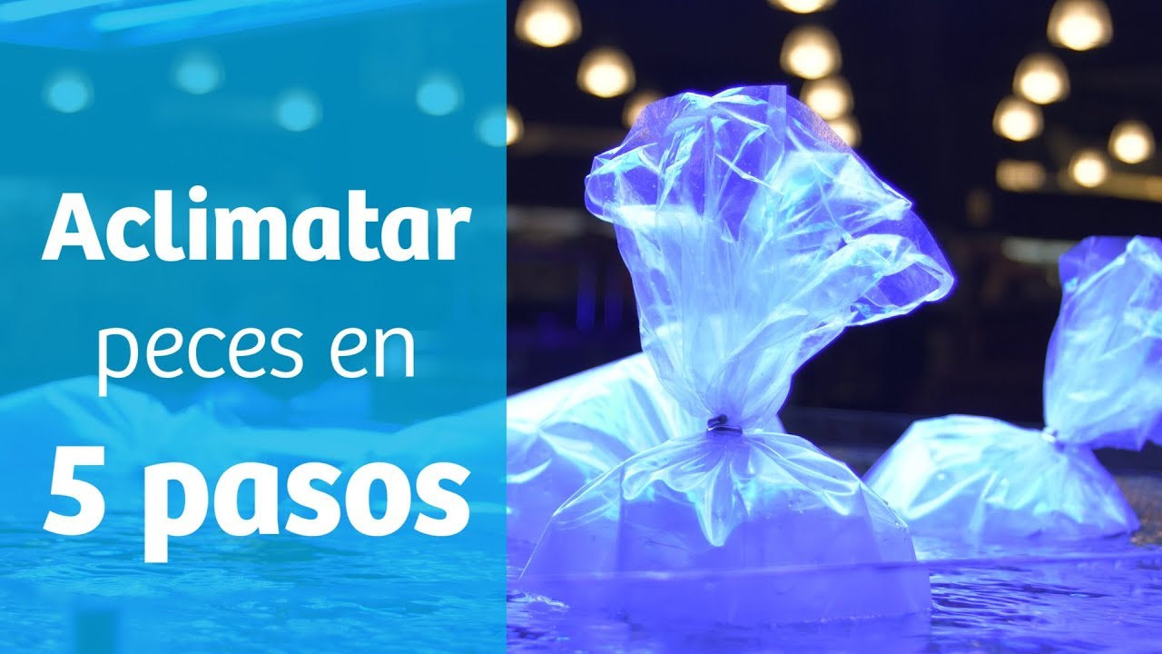 Aclimatar peces al acuario en 5 pasos 🏡