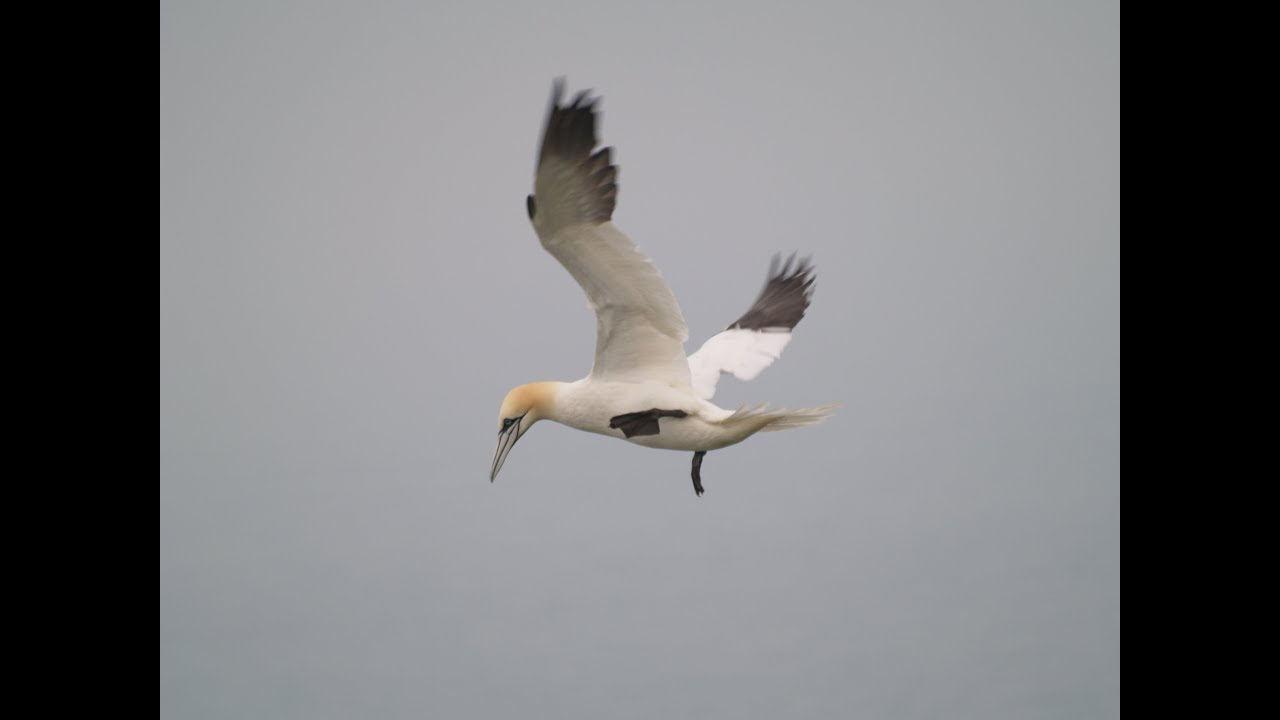 'De Vogels van Helgoland', een reisverslag
