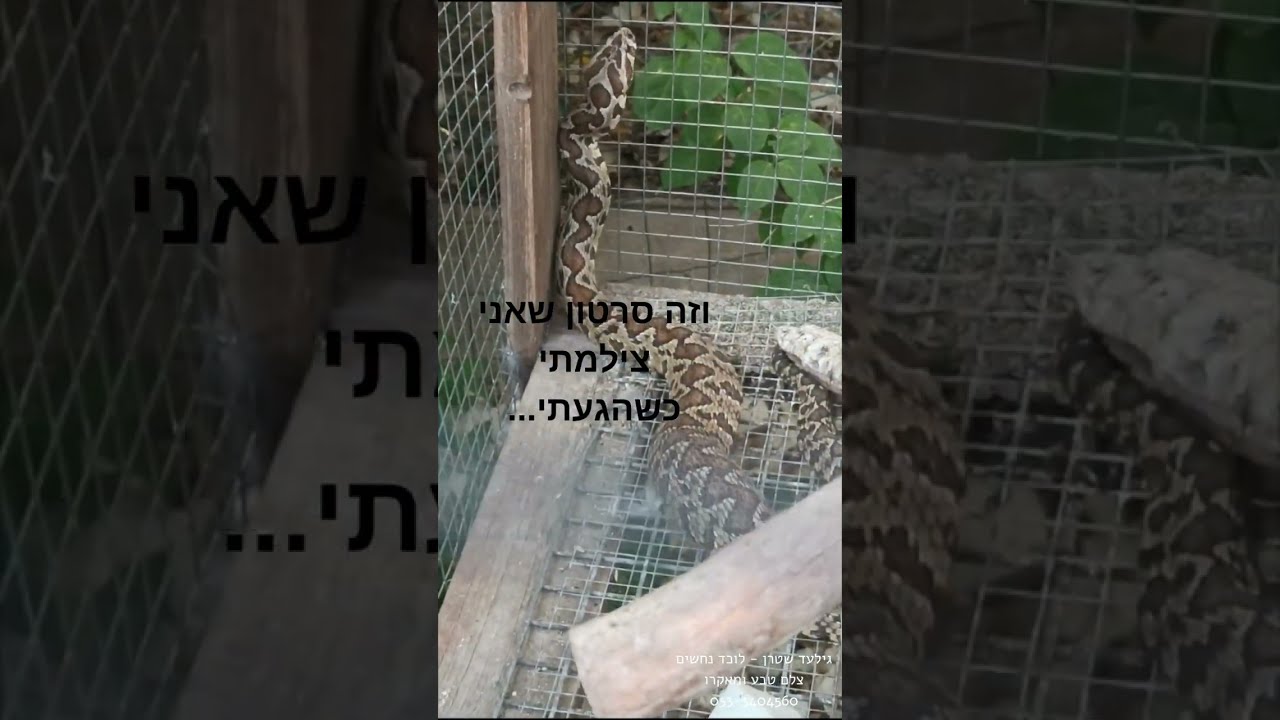 פסקה זוהמת הנחש פרק 16 - לכידת צפע מצוי, צפון הנגב, גילעד שטרן - לוכד נחשים