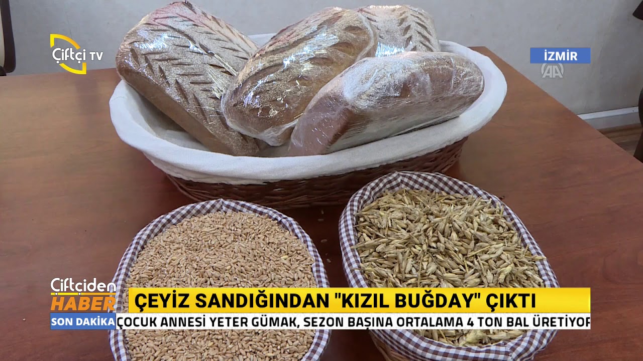Çeyiz Sandığından Kızıl Buğday Çıktı