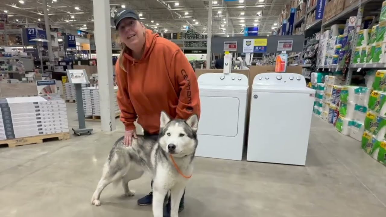 Kumo | 2 Year Old Husky x Malamute | 2 Week Board and Train | Akron/Canton, OH Best Dog Training