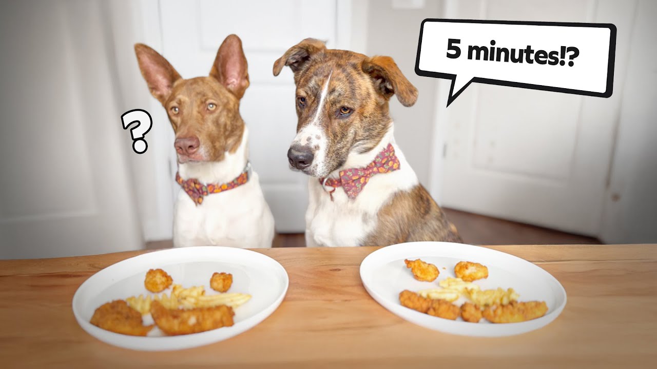 How Long Can These Dogs Wait For A Treat? 5-Minute Stay Challenge Begins