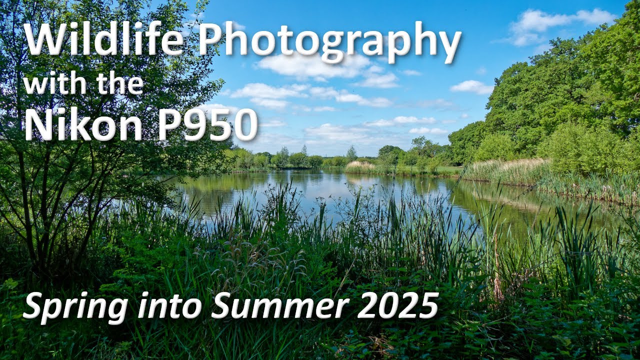 Wildlife Photography with the Nikon P950 - Spring into Summer