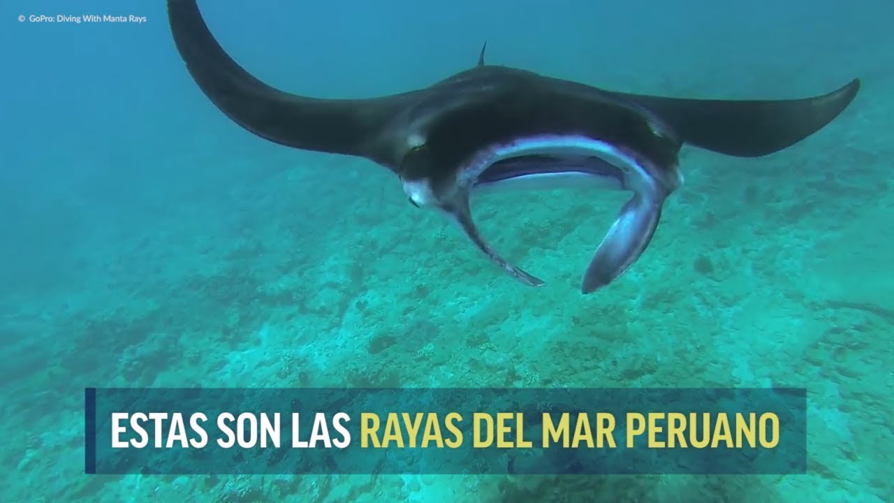 Rayas en el mar peruano