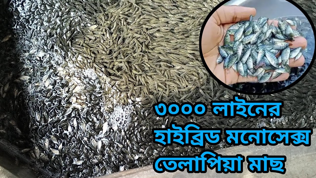 ২০২৫ সালের নতুন টাইগার মনোসেক্স তেলাপিয়া মাছ। পুকুরে চাষের পদ্ধতি ও কোথায় পাওয়া যায় ও খাদ্য।