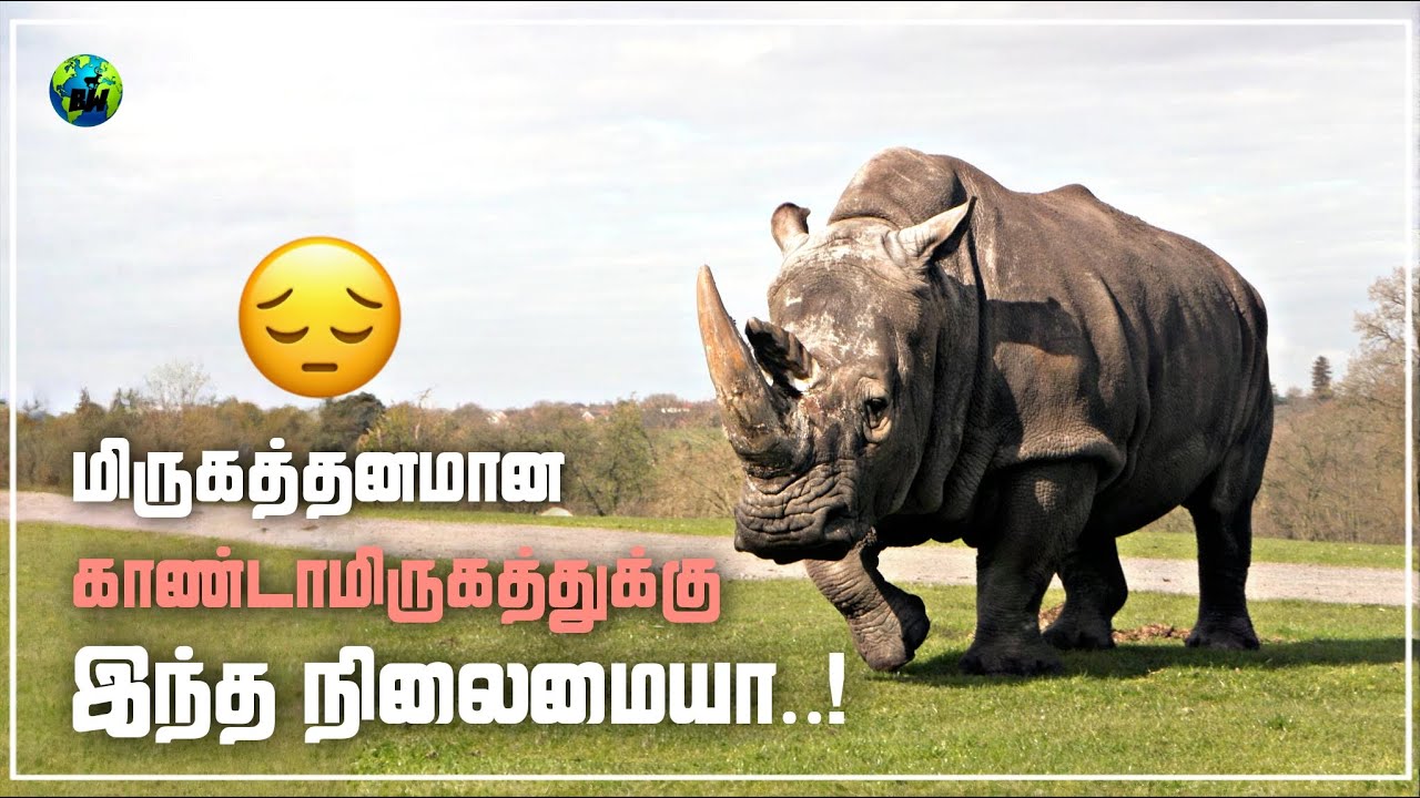 காண்டாமிருகத்துக்கு இப்படி ஒரு நிலைமையா! | 5 Interesting Facts About Rhinoceros | Tamil | BioWorld