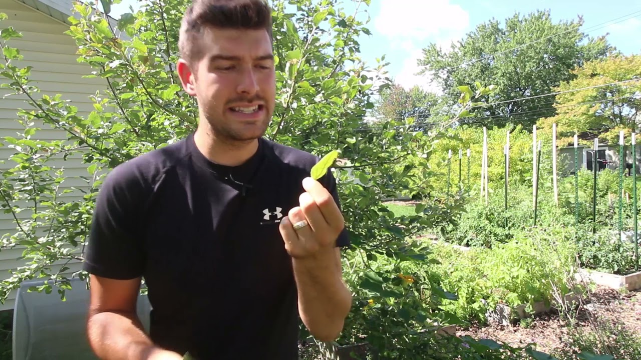 5 Reasons Fruit Trees Aren&rsquo;t Fruiting or Stopped Fruiting