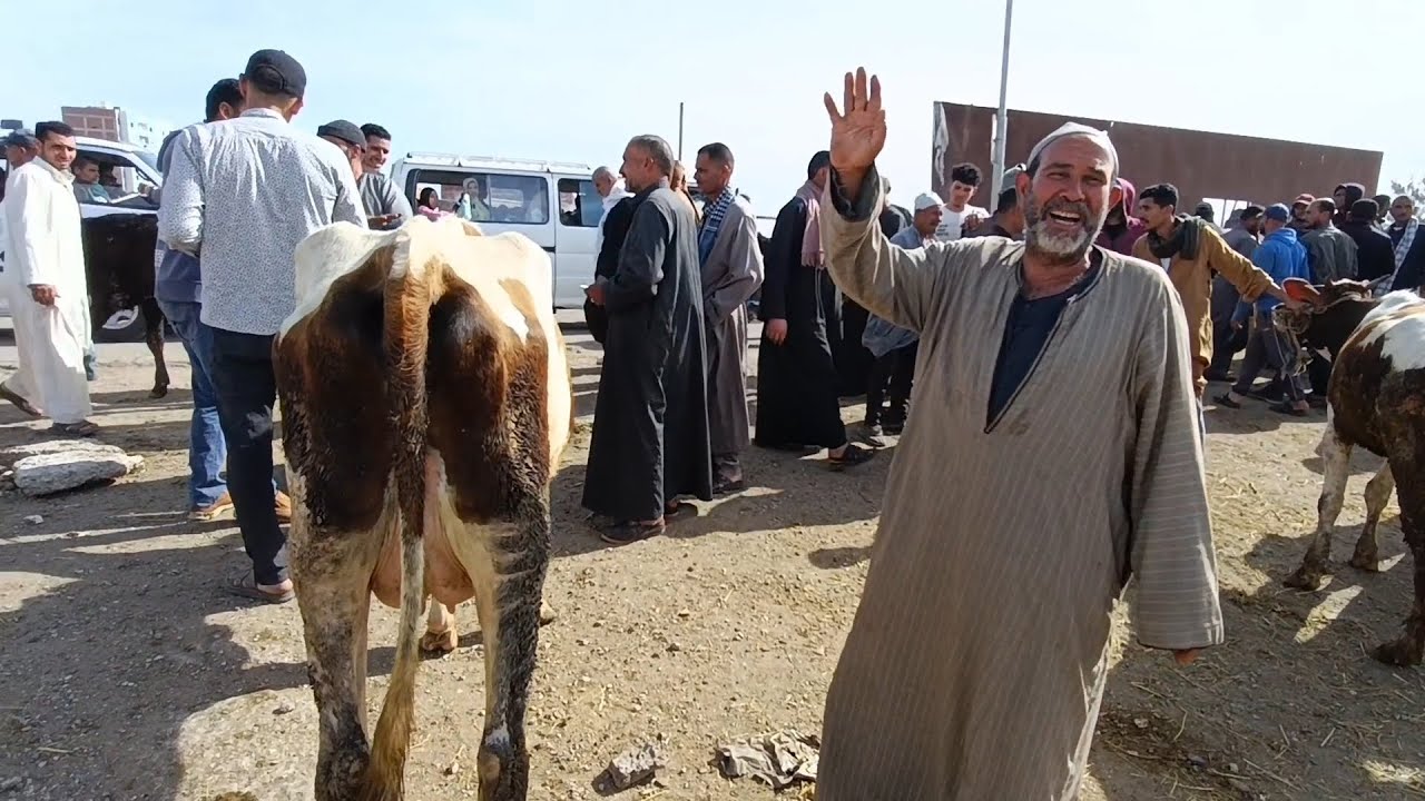 مشتريات المربين (سوق كفر الشيخ)٢٠٢٥/٣/٢٦