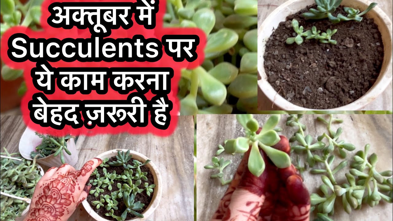 अक्टूबर में Succulents पर ये काम ज़रूर कर लें #mygardenpoint#succulent