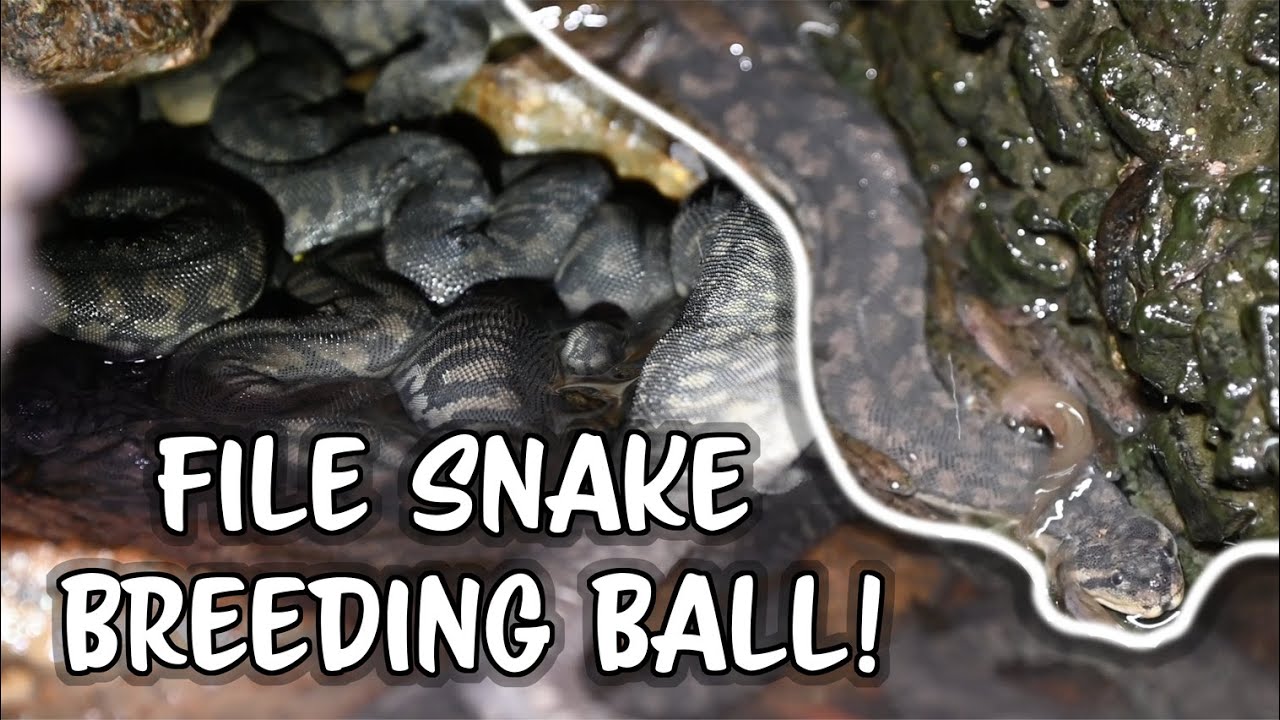 Insane File Snake Breeding Ball! How would you feel seeing this many snakes at once?
