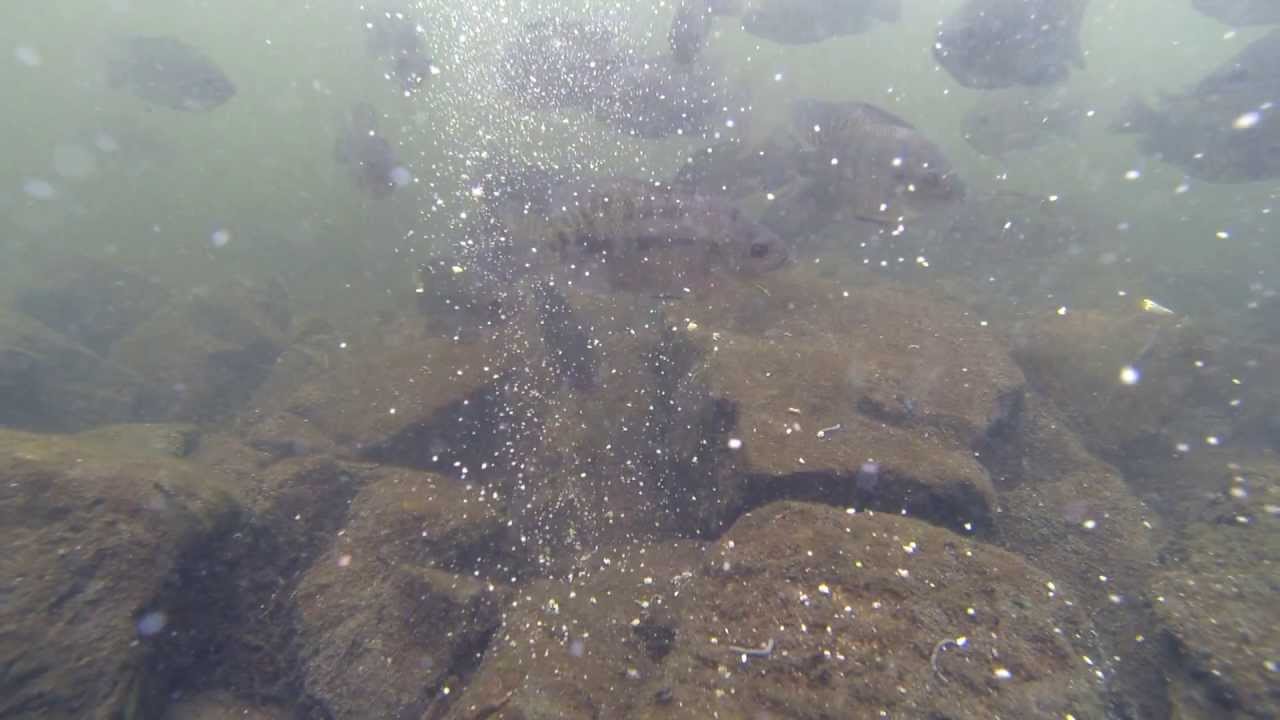 Nile Tilapia Underwater.Нильская Тиляпия под водой.