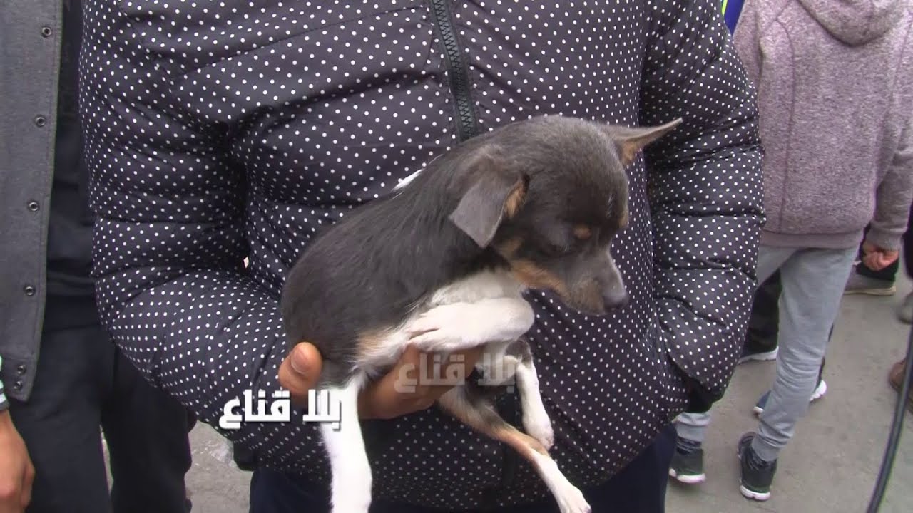 bila kinaa | كلب شيواوا عمرو ثلاثة شهور بنصف مليون..السوق راقد وهذه فكرة على أنواع الكلاب وأسعارها