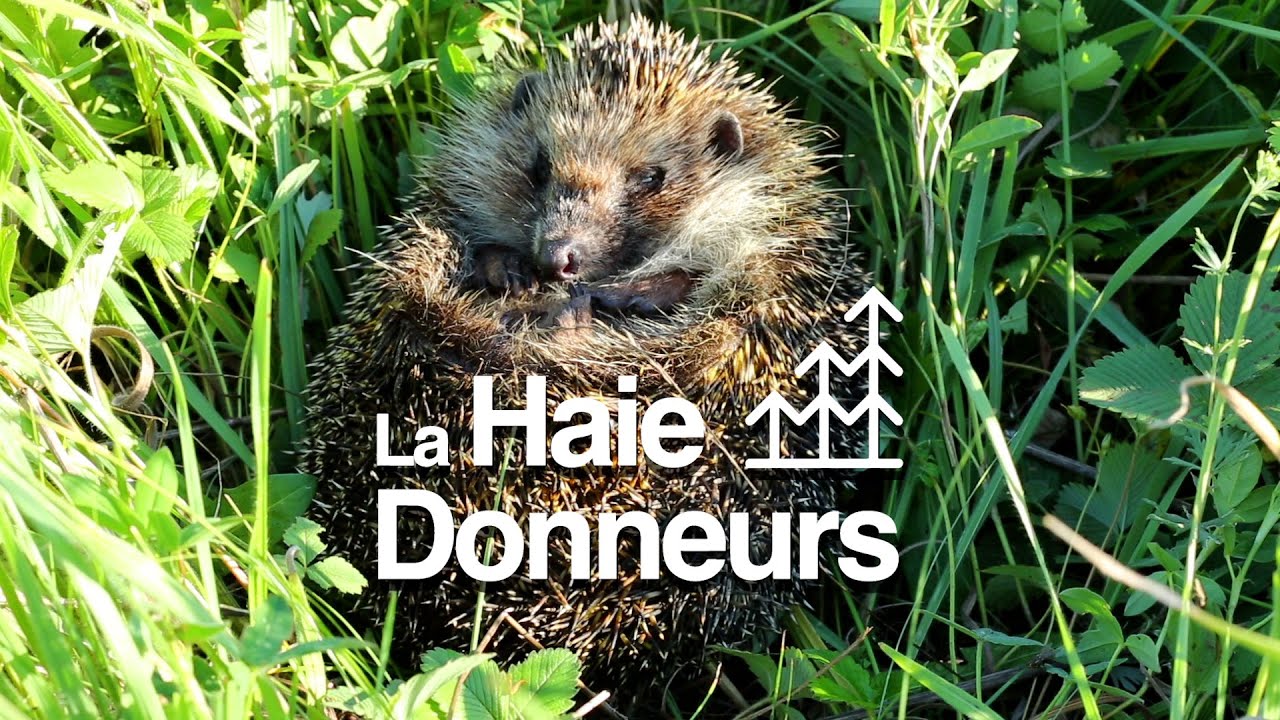 La haie champêtre, un hôtel pour la biodiversité !