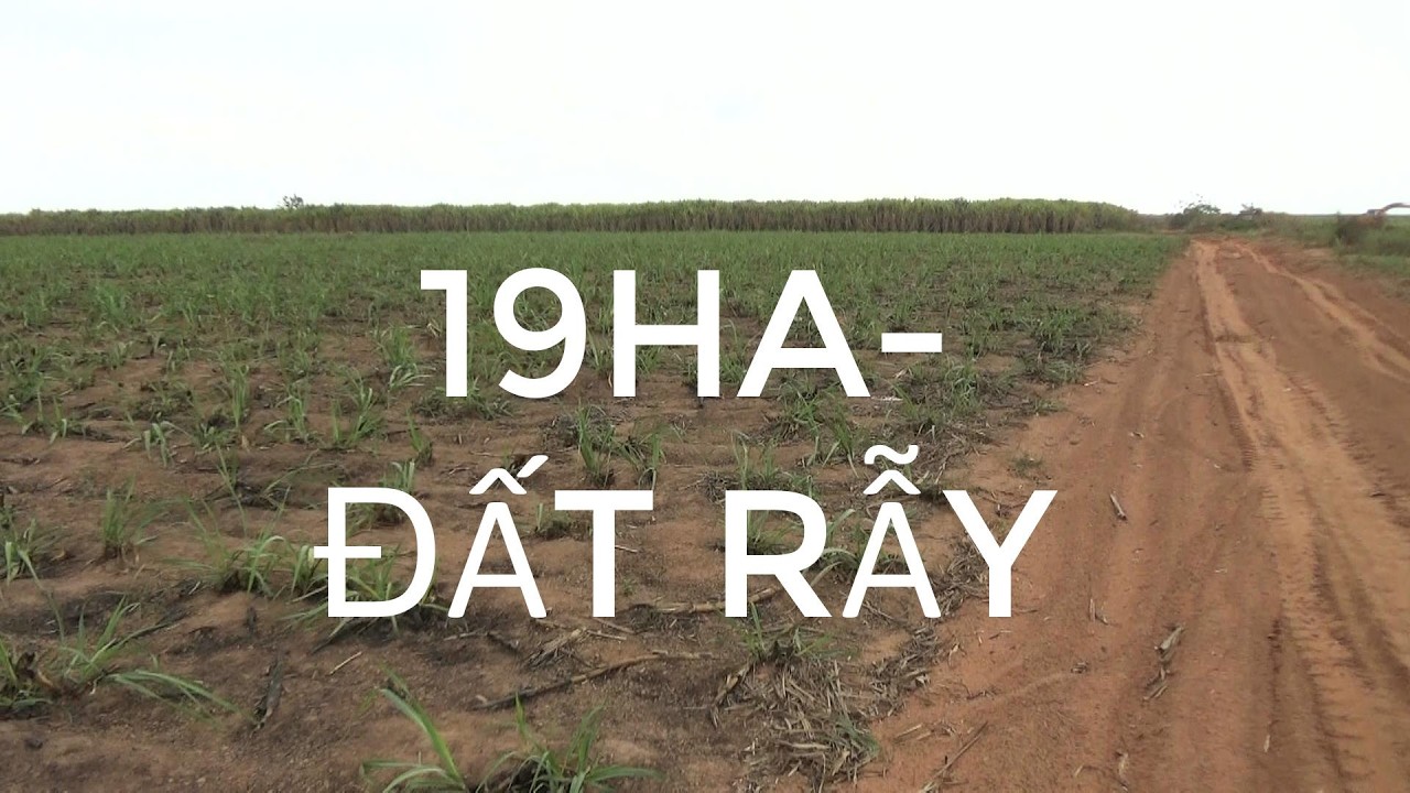 19HA ĐẤT RẪY-BẰNG ĐẸP-TRỒNG CÂY ĂN TRÁI-MÍA-MỲ-DƯỢC LIỆU-EASUP-DAKLAK-LH 0528.35.7777