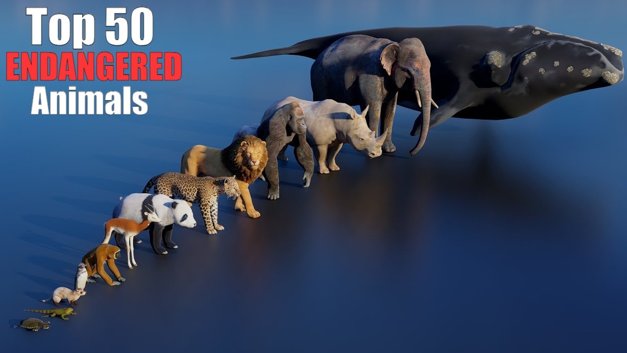 Top 50 Most Endangered Animals: 3D size Comparison Video