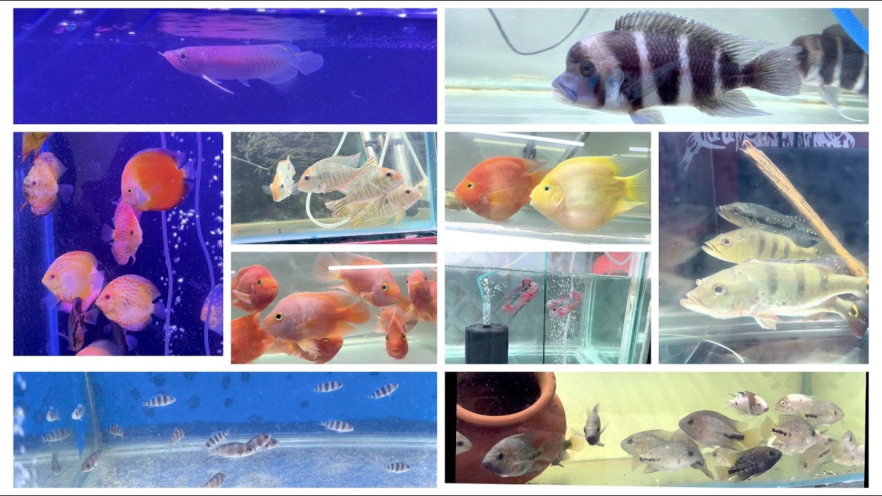 Tank Treasure Aquarium Delhi | Exotic Fish Collection + Best Deals in Subhash Nagar