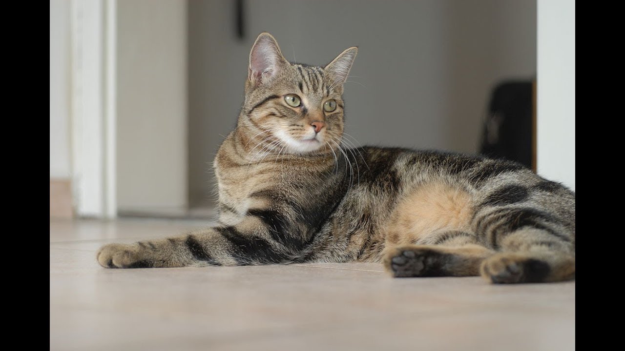 Gato Europeo de Pelo Corto (Gato Céltico) / Raza de Gato