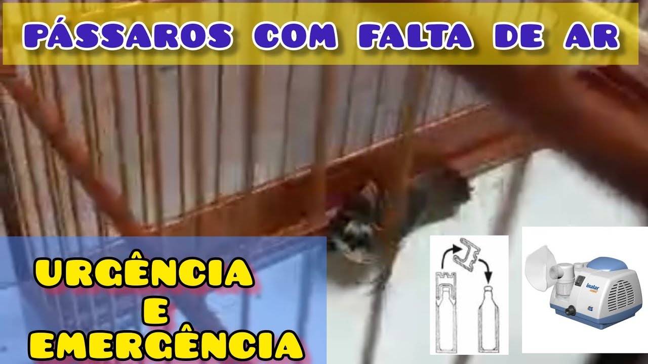 PÁSSAROS com FALTA de AR tratamento de urgência e emergência, fica só abrindo o bico.