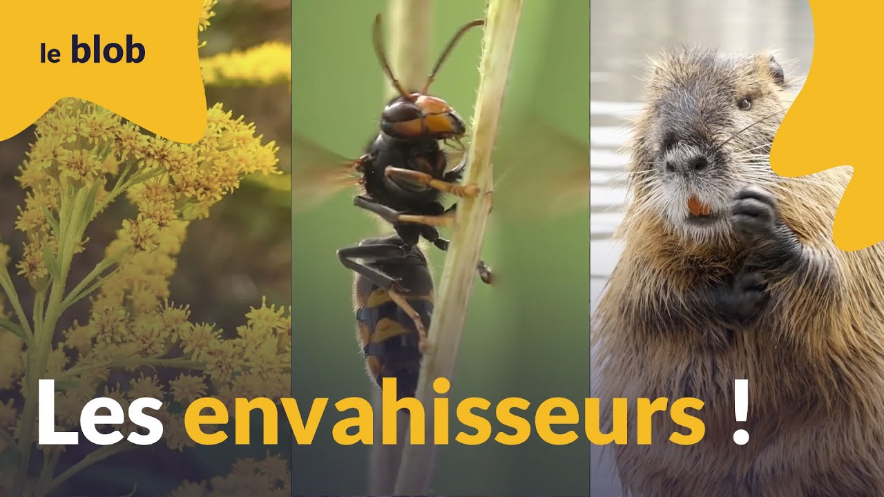 Frelons asiatiques, ragondins, ambroisie : ces espèces exotiques qui bouleversent la biodiversité
