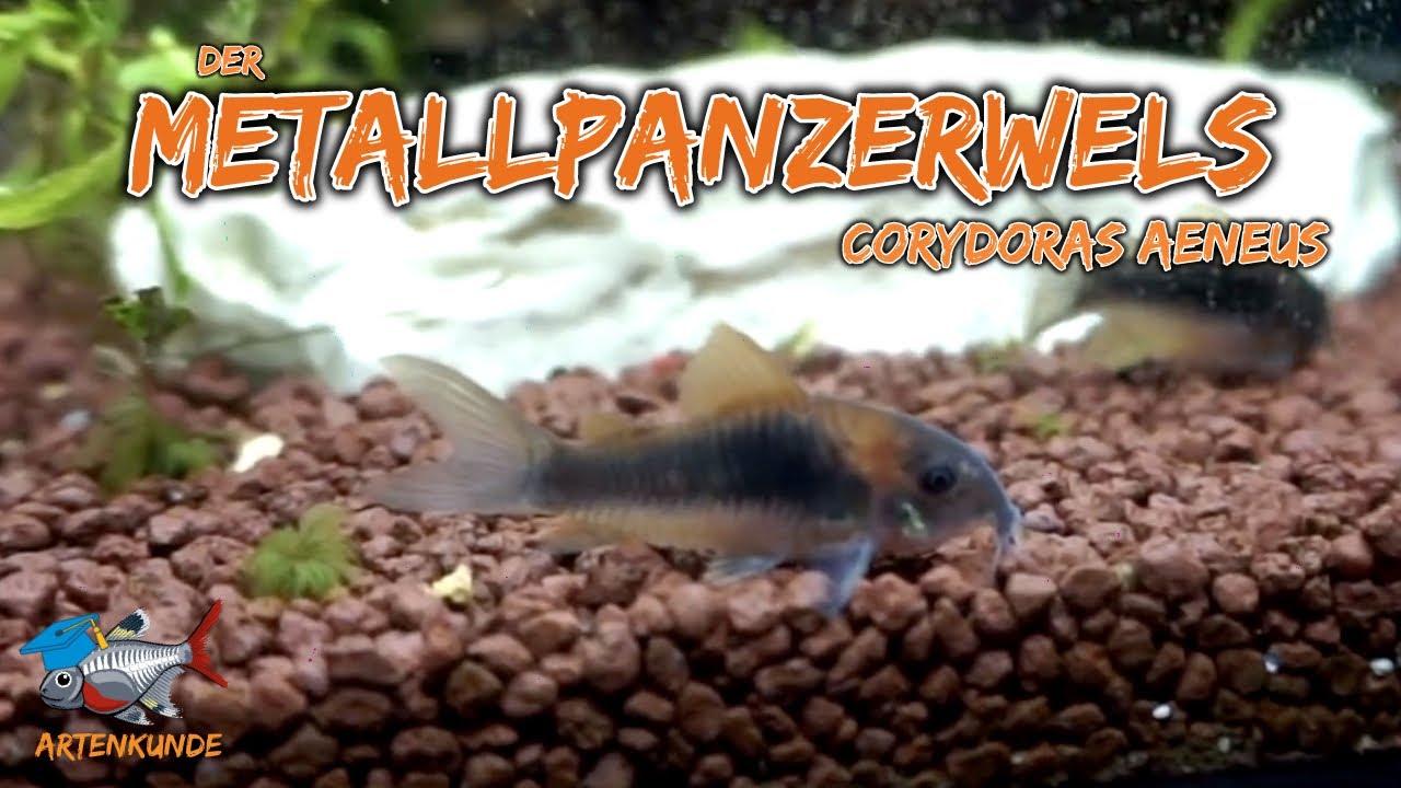 Der Metallpanzerwels - Corydoras aeneus | ADVENTdicted! Adventskalender | Türchen 10