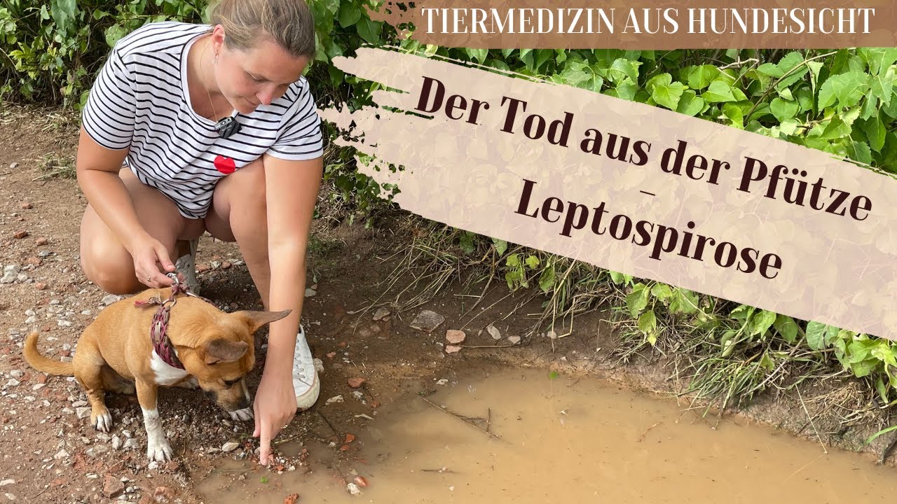 Der Tod aus der Pfütze - Leptospirose beim Hund