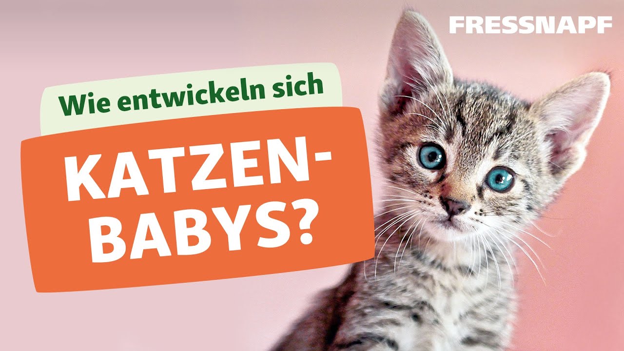 Die Entwicklung von Katzenbabys / Kitten