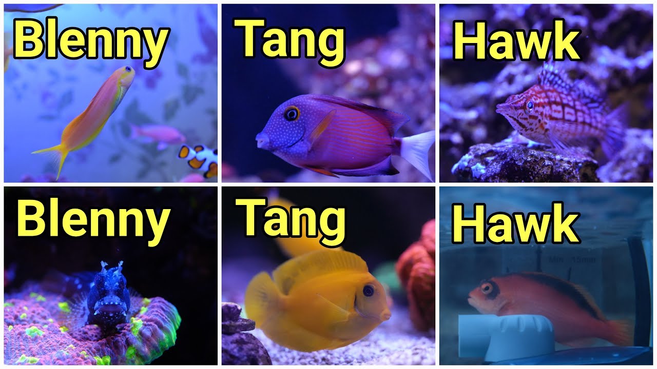 How to Keep Multiples of the Same Fish | The Prestige Reef Dork Show Ep 123