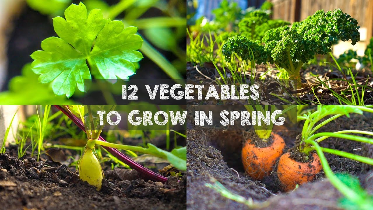 12 Vegetables You Should Grow in Spring
