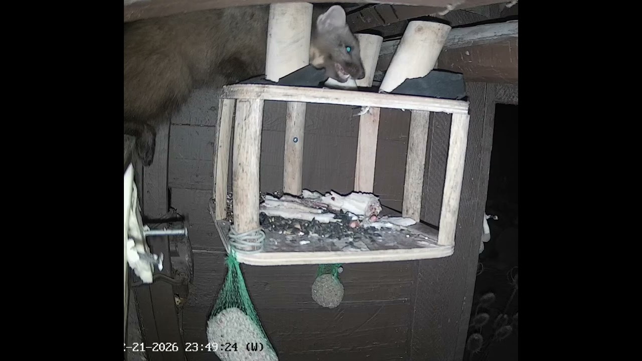 Marten Martan cold night meals. February 2026. Live Shorts 062