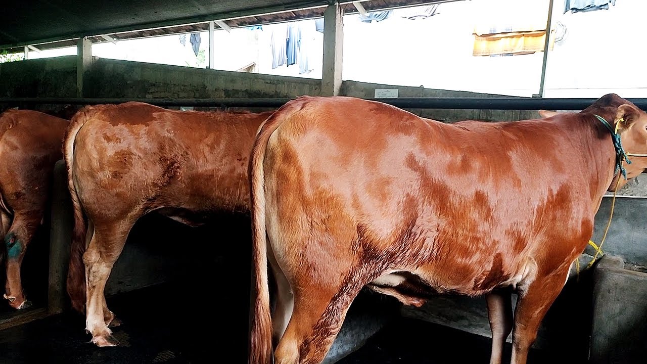 Kekurangan dan kelebihan Indukan Sapi Limosin, sapi Lokal, Sapi Perah Dan Simental