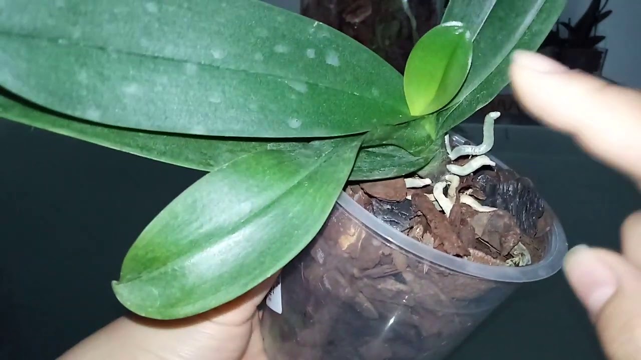 Como consegui recuperar minhas #Phalaenopsis na #água, resultados do início ao fim, #Orquídeas #Água