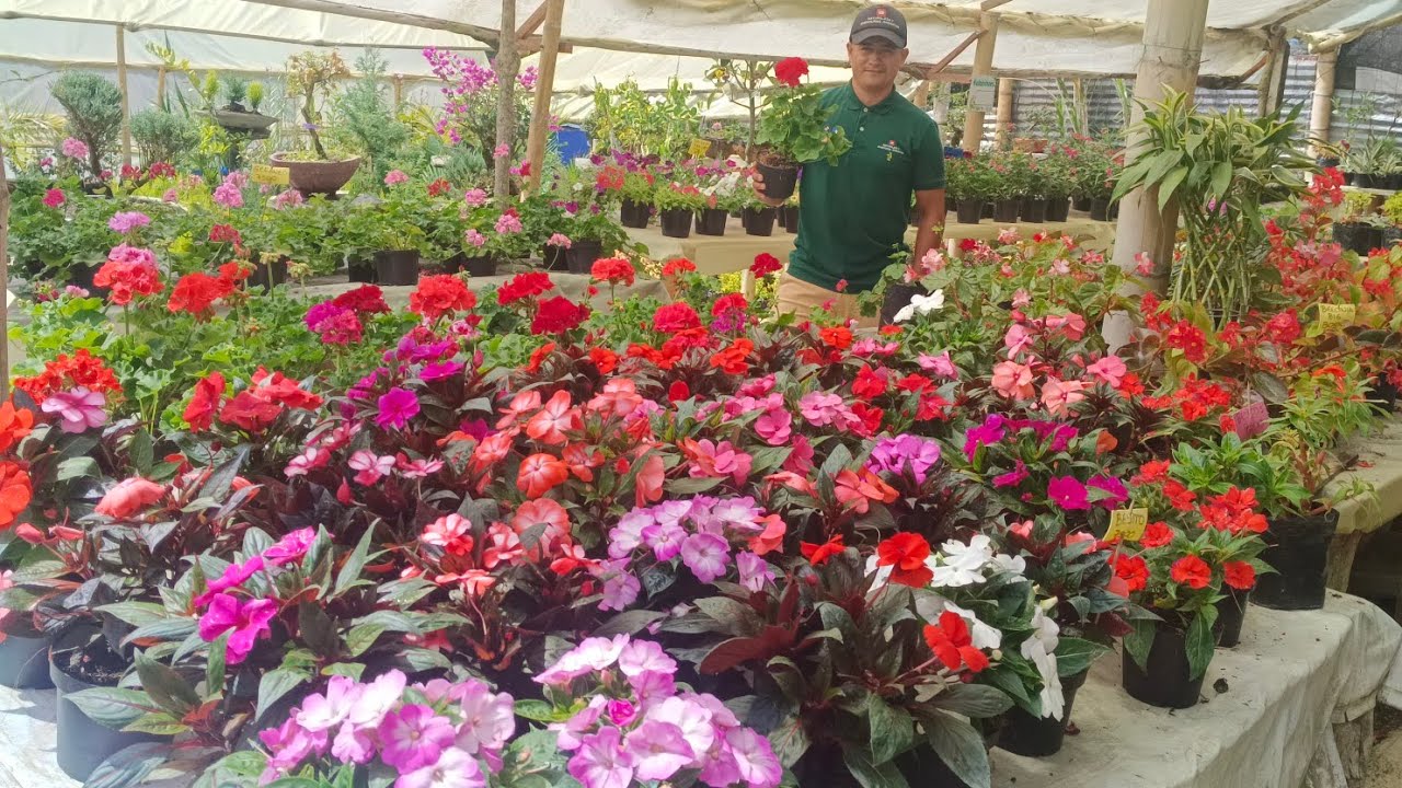 Visitando el vivero viví unas plantas super hermosas , Sevilla Valle del Cauca, Colombia.