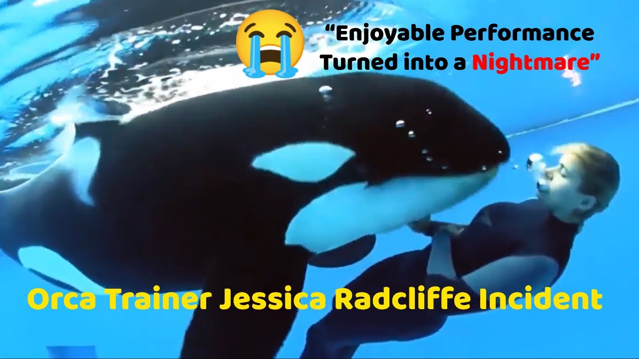 Orca Trainer Jessica Radcliffe Incident #viral #video