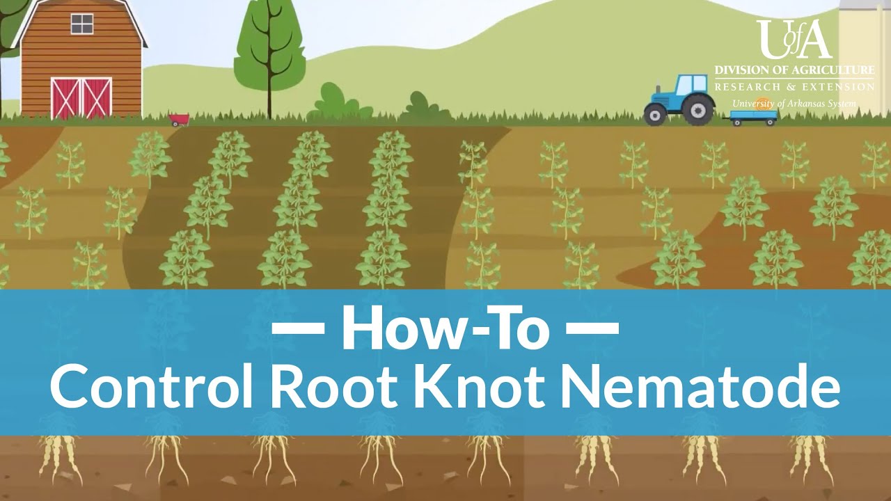 How to Control Root Knot Nematode