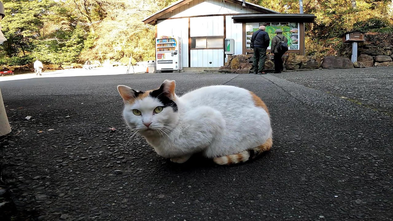 動物虐待絶対反対！