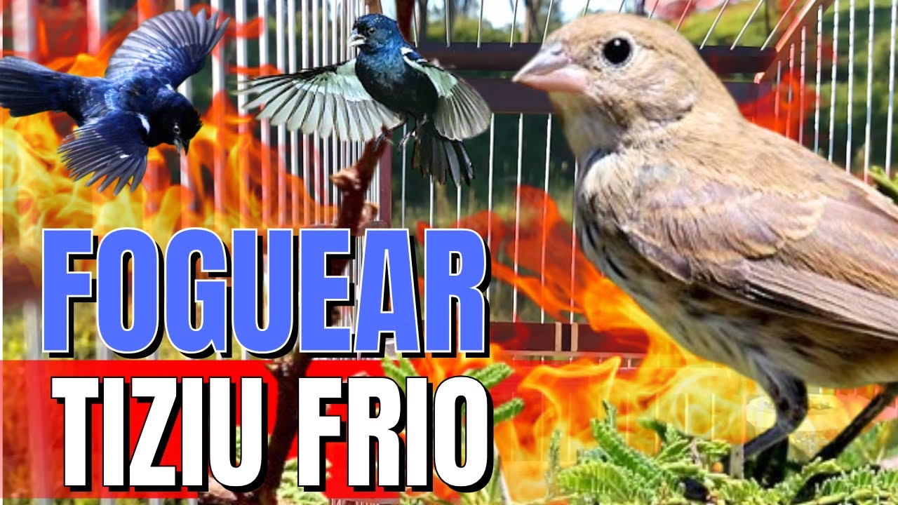 PIADO DE FÊMEA DE TIZIU FIT SEU TIZIU VAI CANTAR NA HORA TIZIU CANTANDO PIADO DE FÊMEA DE TIZIU FIT