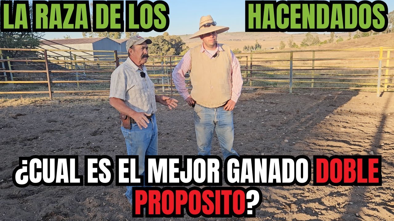 ¿Cual es el MEJOR GANADO DOBLE PROPÓSITO? | La RAZA de GANADO de los HACENDADOS | RancheandoAndo