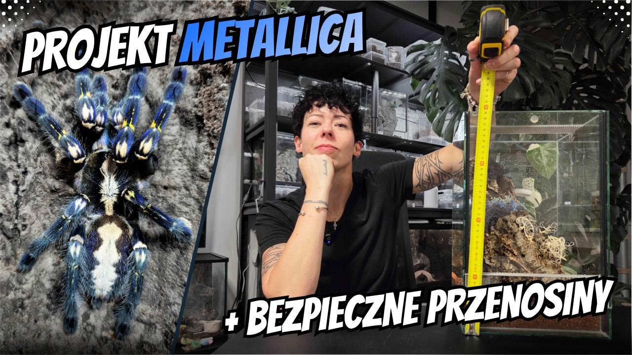 NAJBEZPIECZNIEJSZA metoda przekładania ptasznika? 🕷️ Poecilotheria metallica w nowym domu!