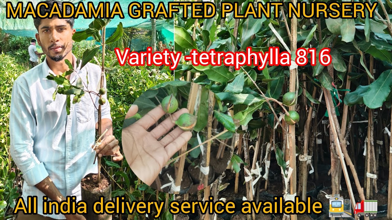 “Super Fast Growing Macadamia Grafted Plant — Full Details!”All india delivery service available 🚉🚛.